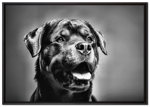 Treuer Rottweiler auf Leinwandbild gerahmt Größe 100x70
