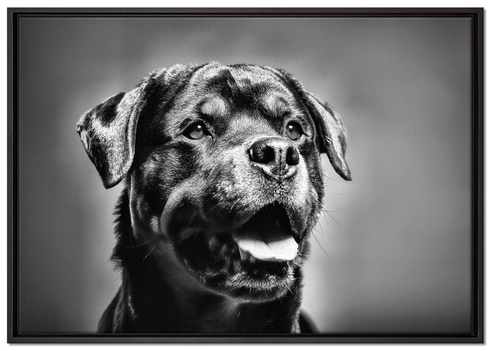 Treuer Rottweiler auf Leinwandbild gerahmt Größe 100x70