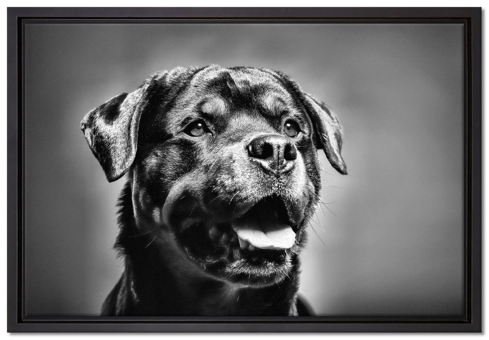 Treuer Rottweiler auf Leinwandbild gerahmt Größe 60x40