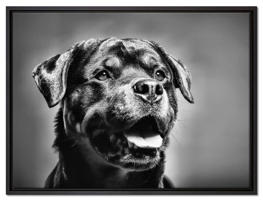 Treuer Rottweiler auf Leinwandbild gerahmt Größe 80x60