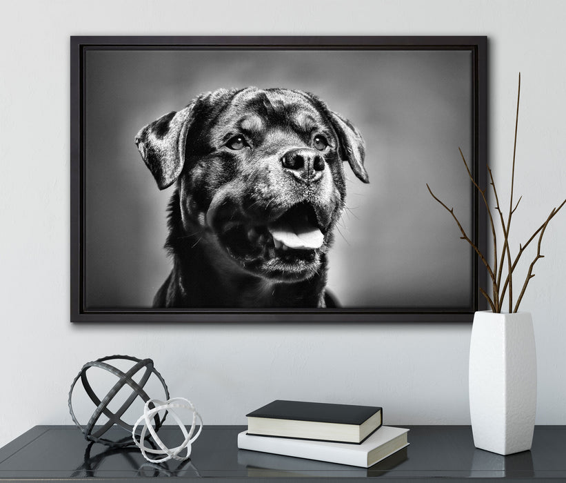 Treuer Rottweiler auf Leinwandbild gerahmt mit Kirschblüten