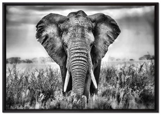 Imposanter Elefant auf Leinwandbild gerahmt Größe 100x70