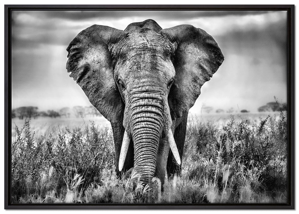 Imposanter Elefant auf Leinwandbild gerahmt Größe 100x70