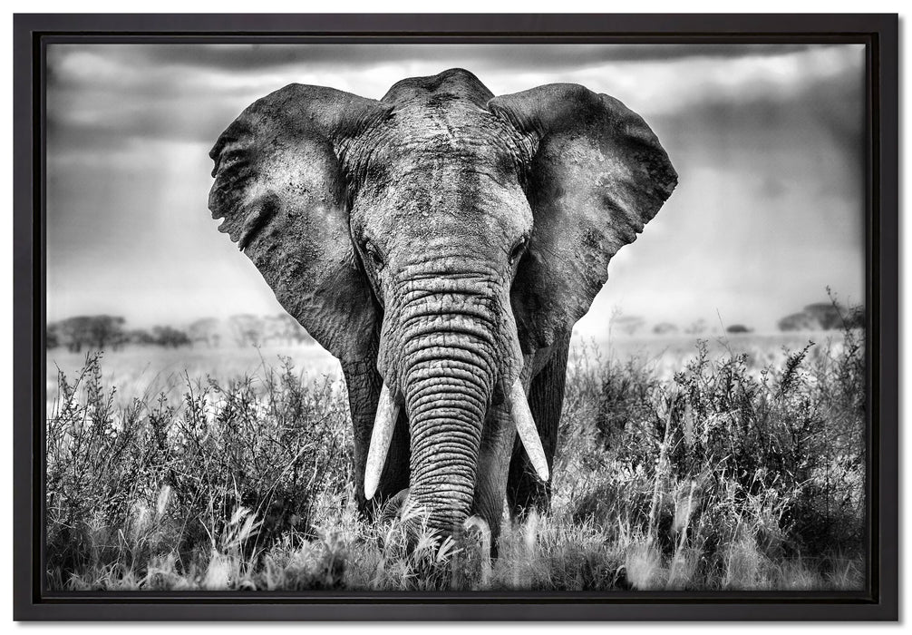 Imposanter Elefant auf Leinwandbild gerahmt Größe 60x40