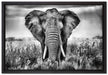 Imposanter Elefant auf Leinwandbild gerahmt Größe 60x40
