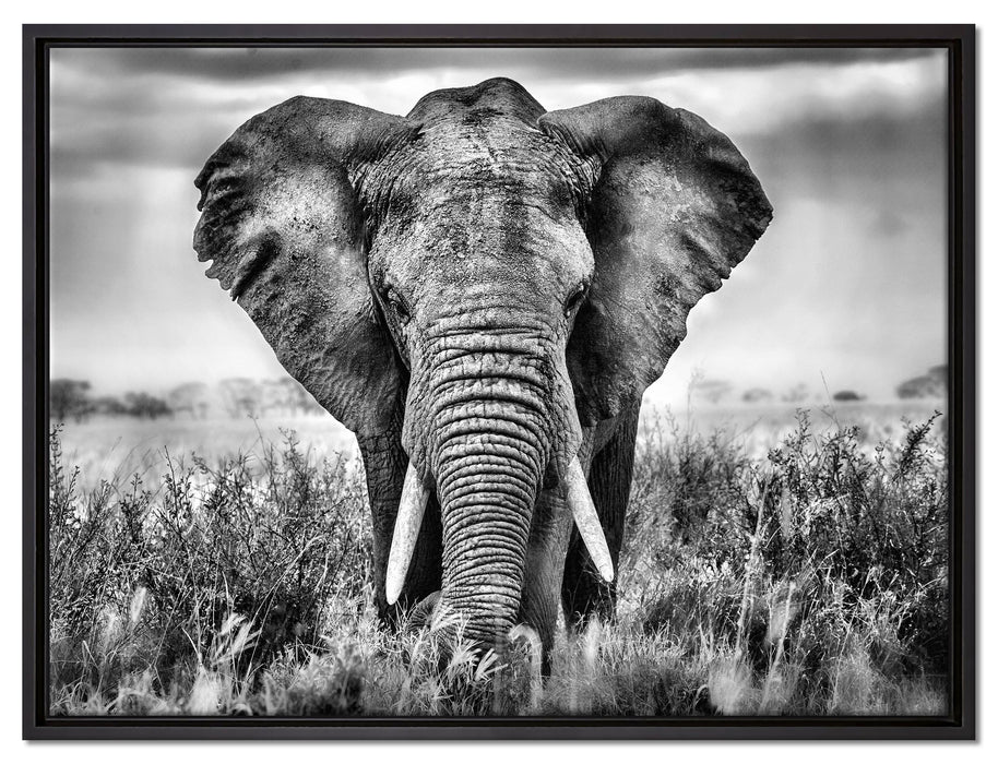 Imposanter Elefant auf Leinwandbild gerahmt Größe 80x60