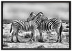 Schmusende Zebras auf Leinwandbild gerahmt Größe 100x70