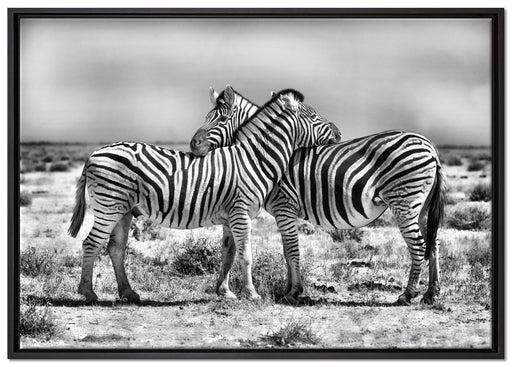 Schmusende Zebras auf Leinwandbild gerahmt Größe 100x70