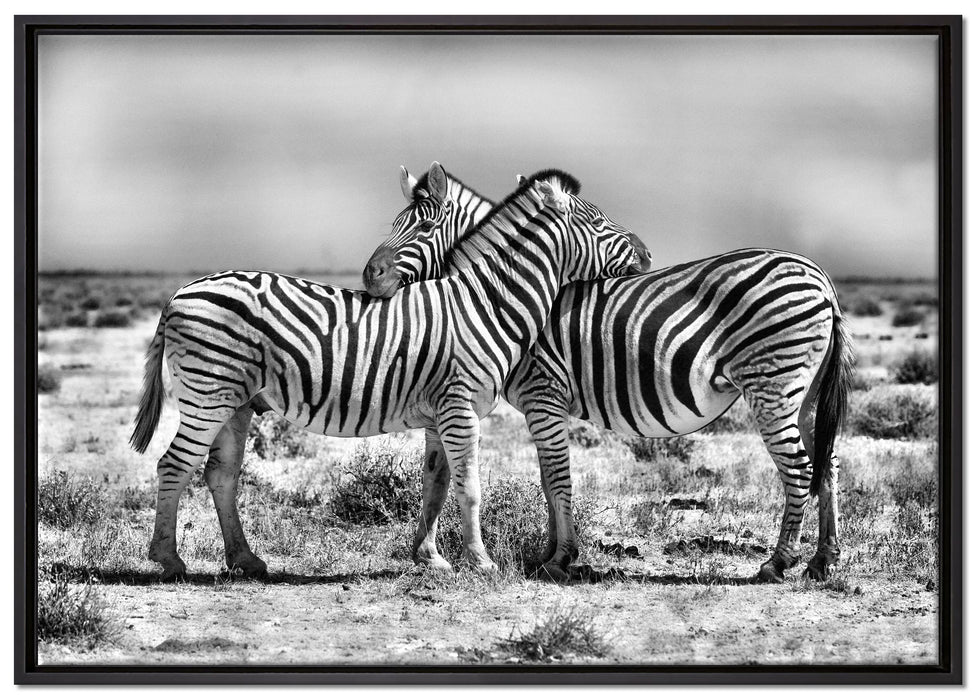 Schmusende Zebras auf Leinwandbild gerahmt Größe 100x70