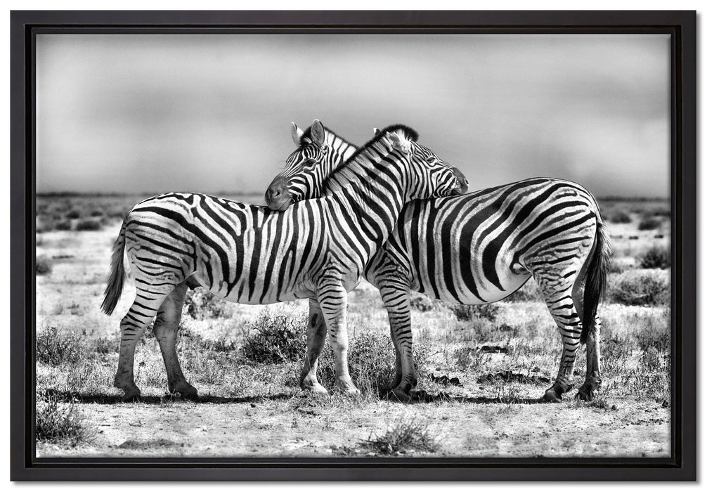 Schmusende Zebras auf Leinwandbild gerahmt Größe 60x40