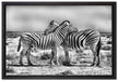 Schmusende Zebras auf Leinwandbild gerahmt Größe 60x40