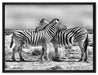 Schmusende Zebras auf Leinwandbild gerahmt Größe 80x60