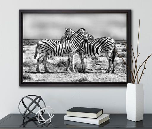 Schmusende Zebras auf Leinwandbild gerahmt mit Kirschblüten