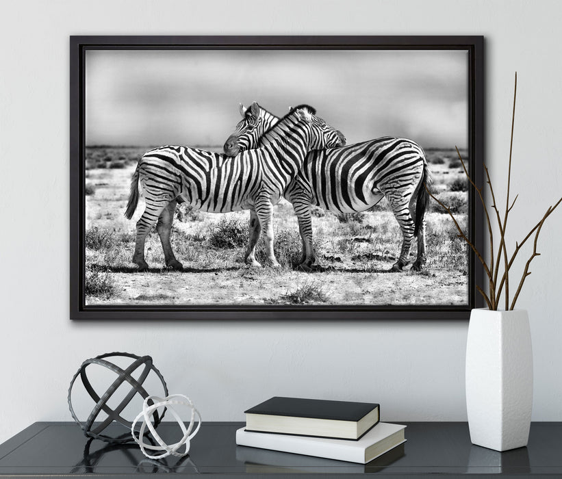 Schmusende Zebras auf Leinwandbild gerahmt mit Kirschblüten