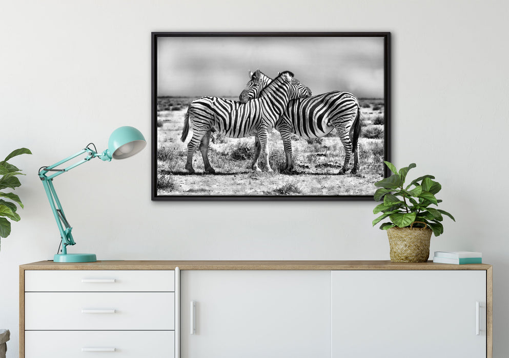 Schmusende Zebras auf Leinwandbild gerahmt verschiedene Größen im Wohnzimmer