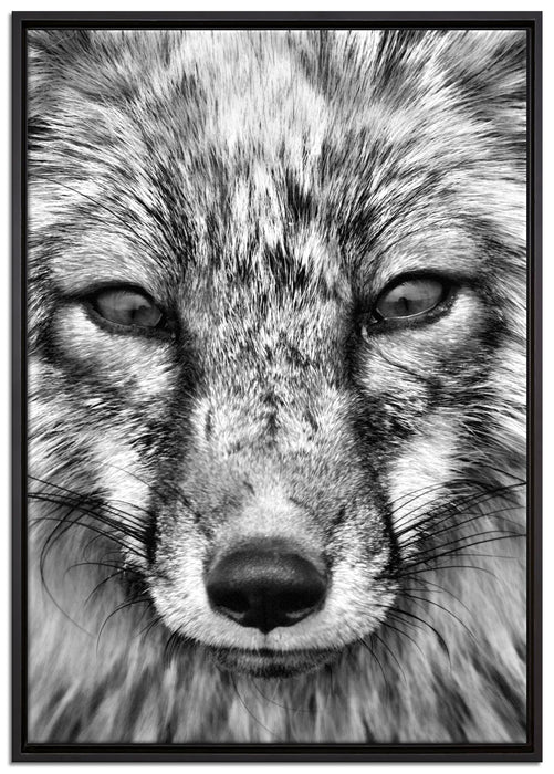 Fuchs Porträt auf Leinwandbild gerahmt Größe 100x70