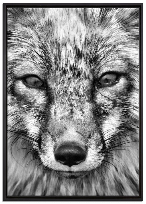 Fuchs Porträt auf Leinwandbild gerahmt Größe 100x70