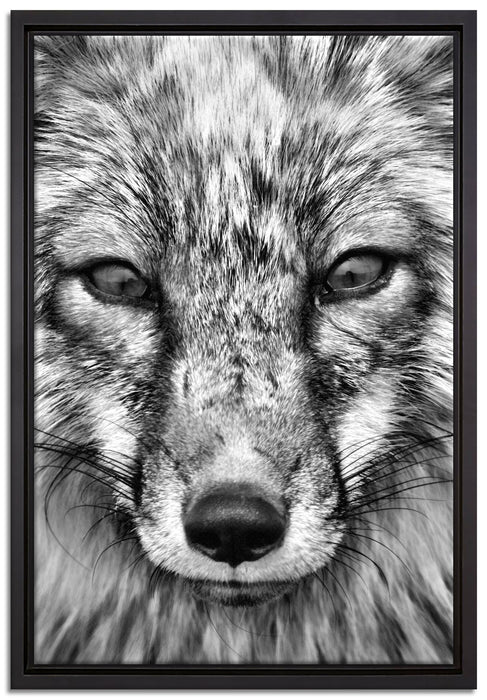 Fuchs Porträt auf Leinwandbild gerahmt Größe 60x40
