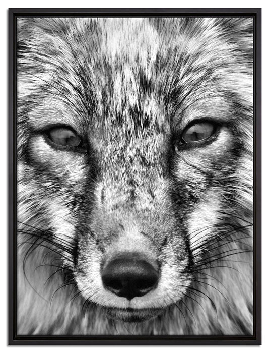 Fuchs Porträt auf Leinwandbild gerahmt Größe 80x60