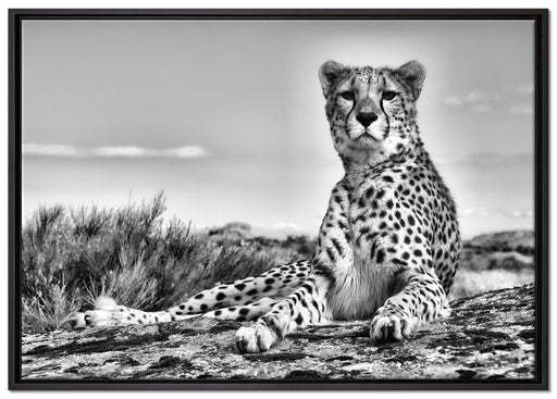 Gepard in Savanne auf Leinwandbild gerahmt Größe 100x70