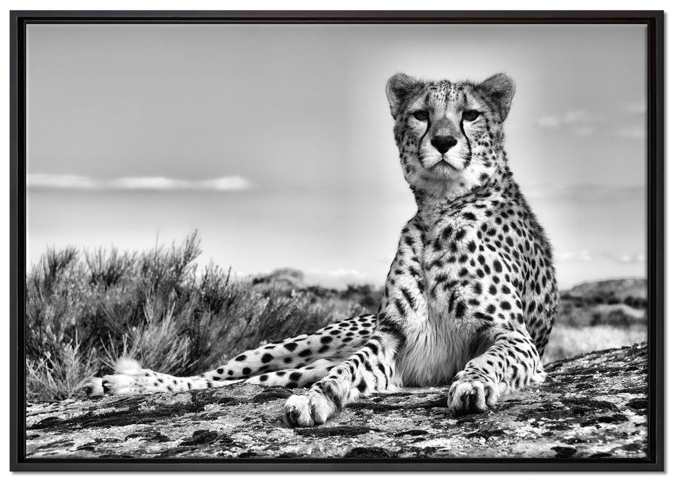 Gepard in Savanne auf Leinwandbild gerahmt Größe 100x70