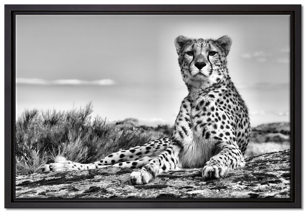 Gepard in Savanne auf Leinwandbild gerahmt Größe 60x40