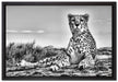 Gepard in Savanne auf Leinwandbild gerahmt Größe 60x40