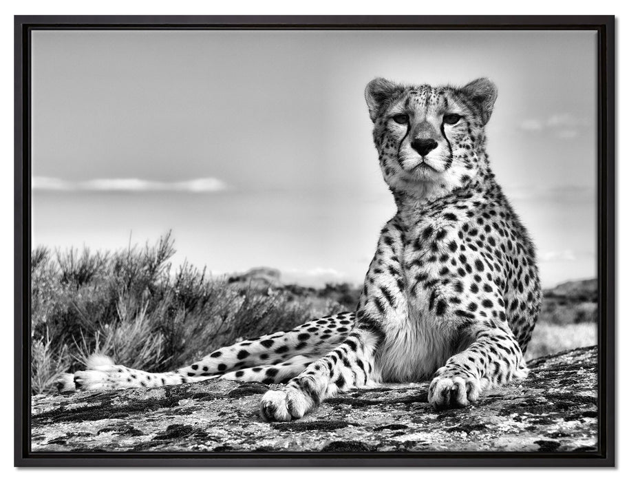 Gepard in Savanne auf Leinwandbild gerahmt Größe 80x60