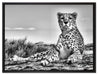 Gepard in Savanne auf Leinwandbild gerahmt Größe 80x60
