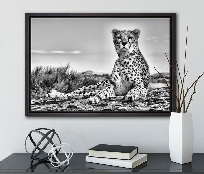 Gepard in Savanne auf Leinwandbild gerahmt mit Kirschblüten