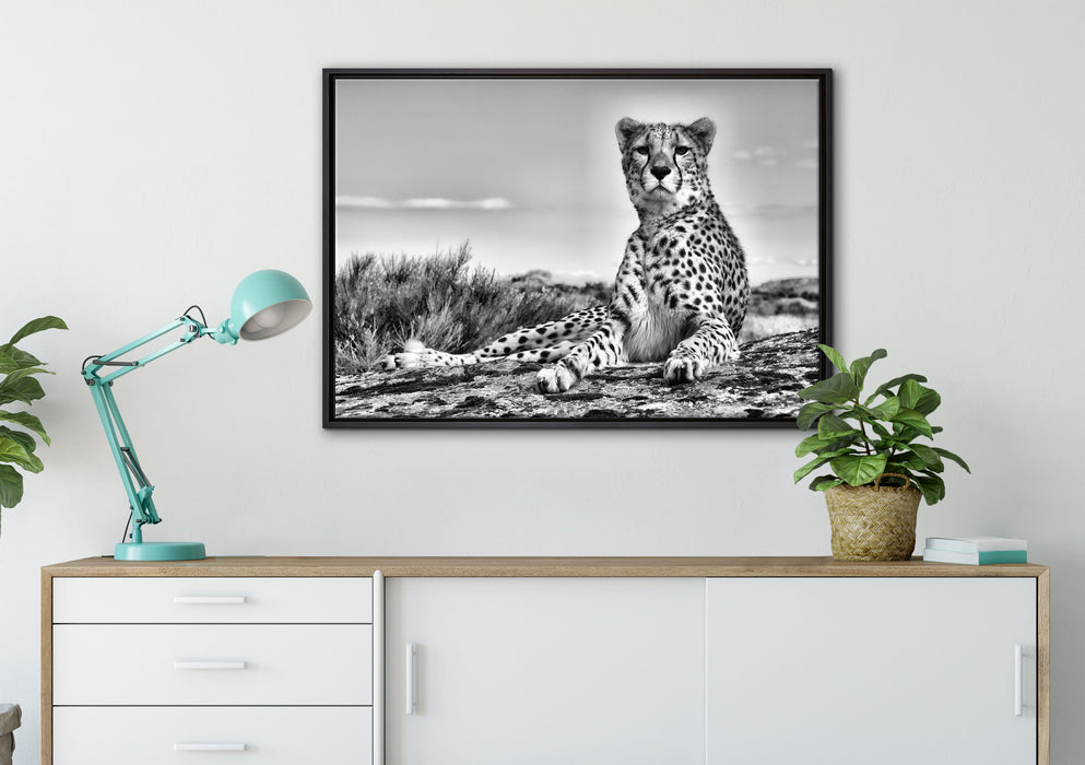 Gepard in Savanne auf Leinwandbild gerahmt verschiedene Größen im Wohnzimmer