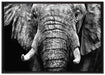 Elefant Porträt auf Leinwandbild gerahmt Größe 100x70