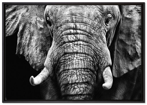 Elefant Porträt auf Leinwandbild gerahmt Größe 100x70