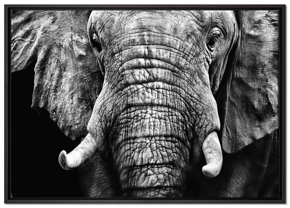 Elefant Porträt auf Leinwandbild gerahmt Größe 100x70