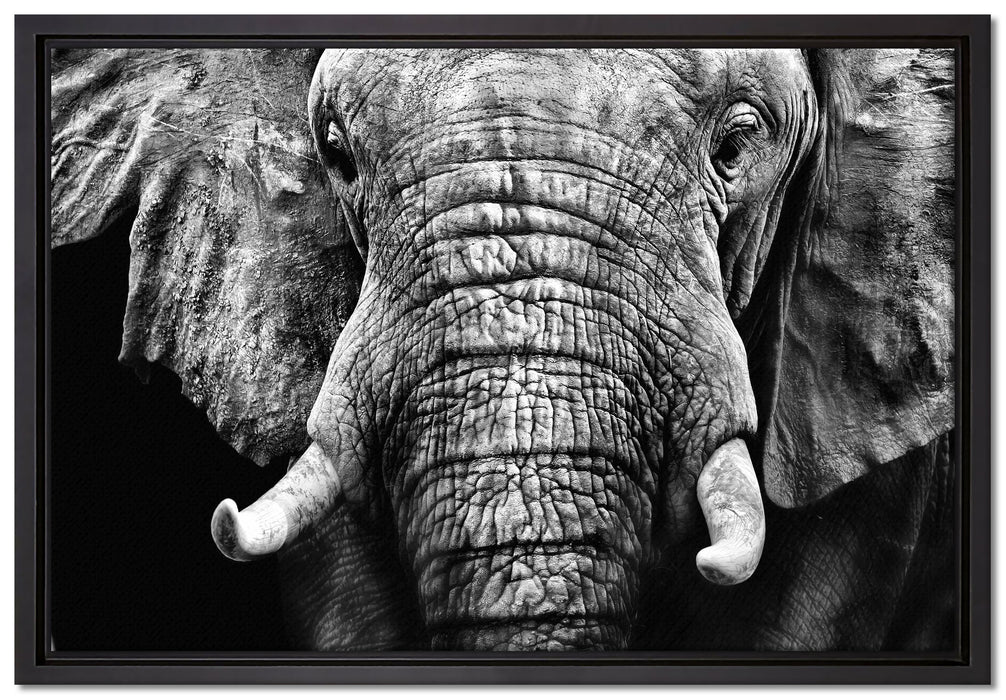 Elefant Porträt auf Leinwandbild gerahmt Größe 60x40