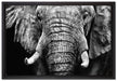 Elefant Porträt auf Leinwandbild gerahmt Größe 60x40
