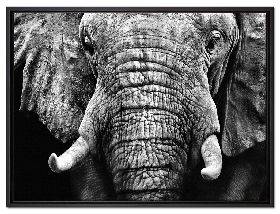 Elefant Porträt auf Leinwandbild gerahmt Größe 80x60