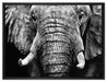 Elefant Porträt auf Leinwandbild gerahmt Größe 80x60