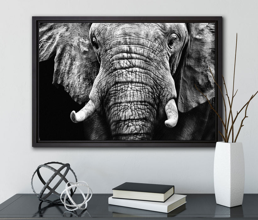 Elefant Porträt auf Leinwandbild gerahmt mit Kirschblüten
