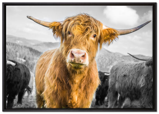 Blick einer Kuh an der Weide auf Leinwandbild gerahmt Größe 100x70