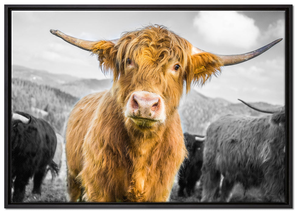 Blick einer Kuh an der Weide auf Leinwandbild gerahmt Größe 100x70