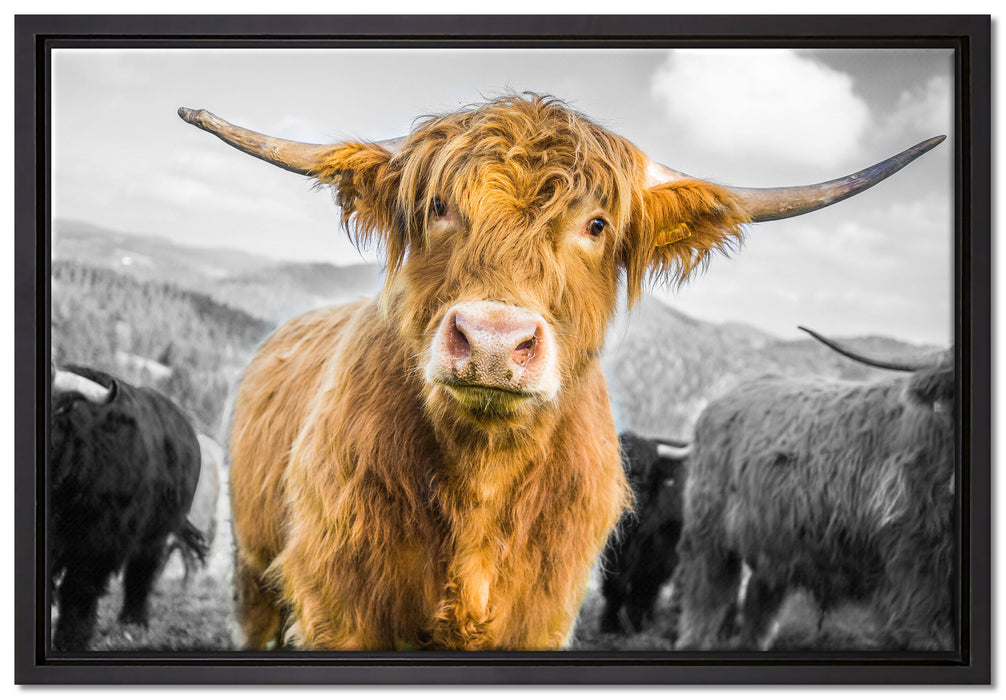 Blick einer Kuh an der Weide auf Leinwandbild gerahmt Größe 60x40