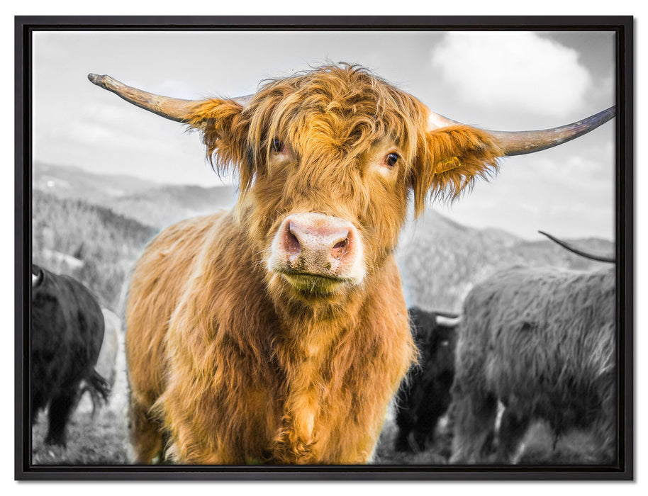 Blick einer Kuh an der Weide auf Leinwandbild gerahmt Größe 80x60