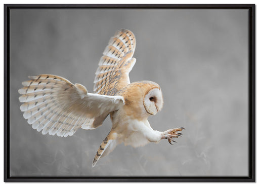 Fliegende Weiße Eule bei der Jagd auf Leinwandbild gerahmt Größe 100x70
