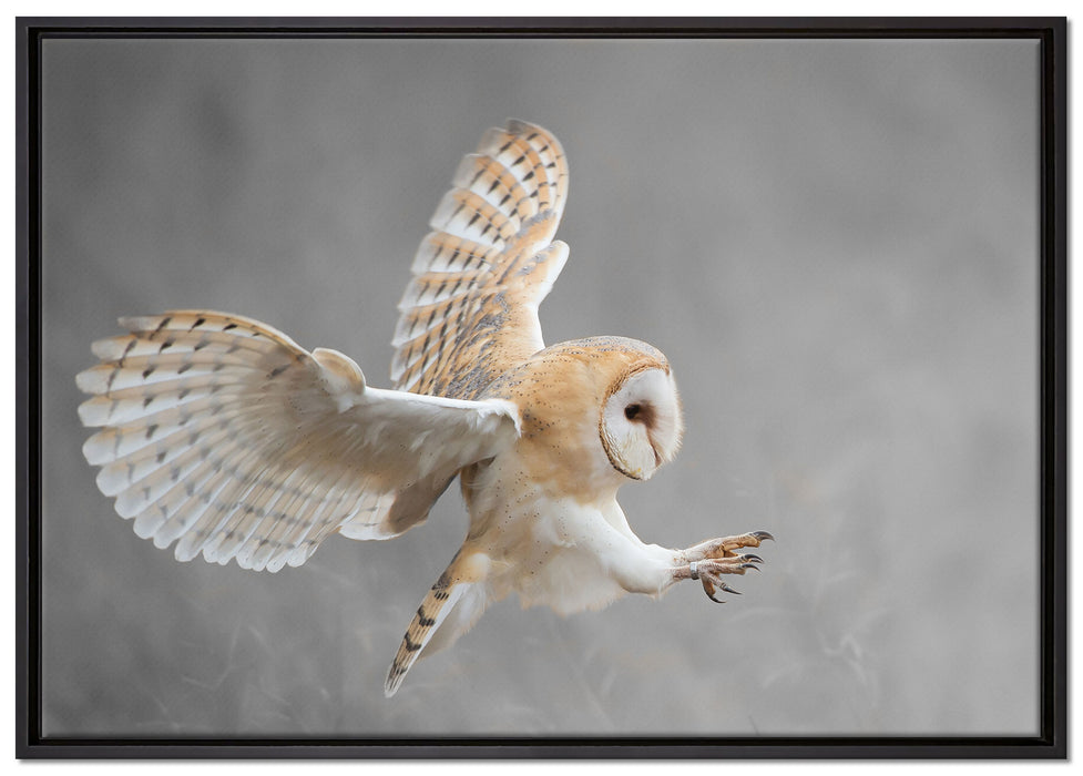 Fliegende Weiße Eule bei der Jagd auf Leinwandbild gerahmt Größe 100x70