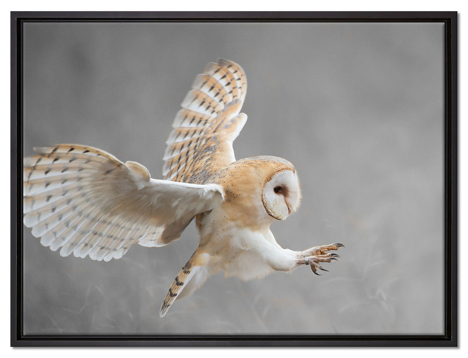 Fliegende Weiße Eule bei der Jagd auf Leinwandbild gerahmt Größe 80x60