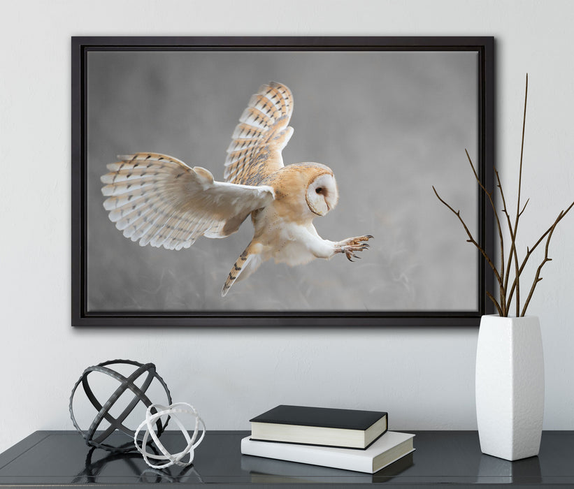 Fliegende Weiße Eule bei der Jagd auf Leinwandbild gerahmt mit Kirschblüten