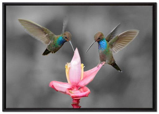 Kolibris in den Tropen auf Leinwandbild gerahmt Größe 100x70
