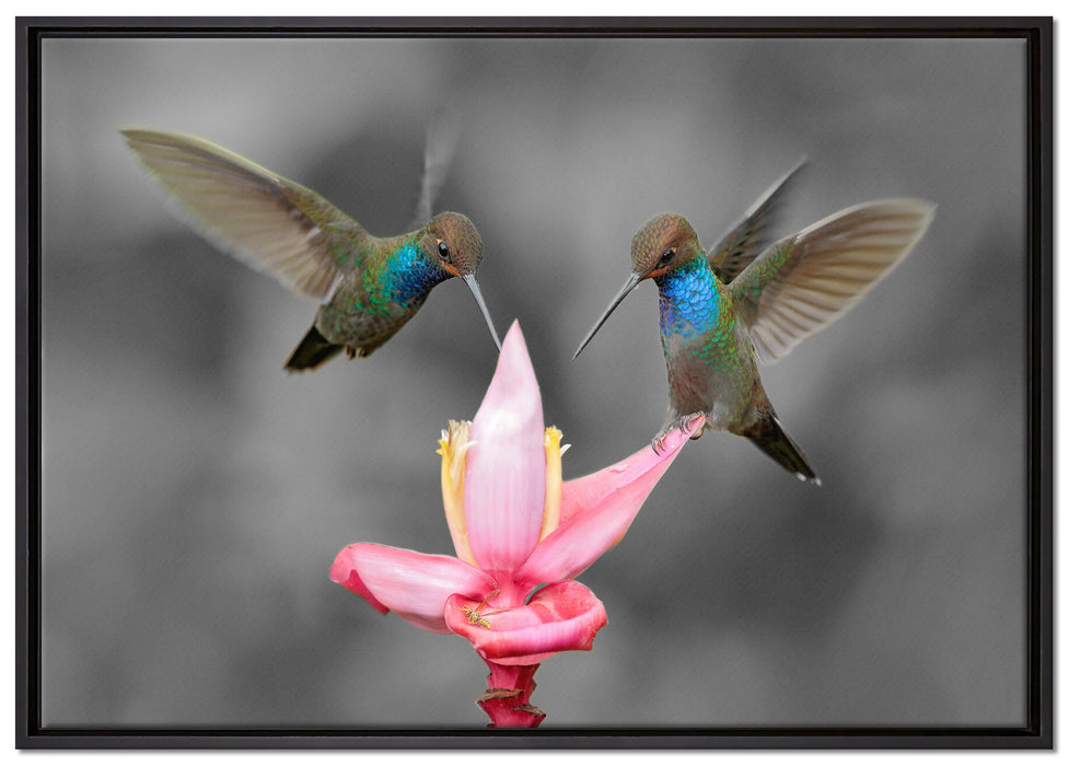 Kolibris in den Tropen auf Leinwandbild gerahmt Größe 100x70