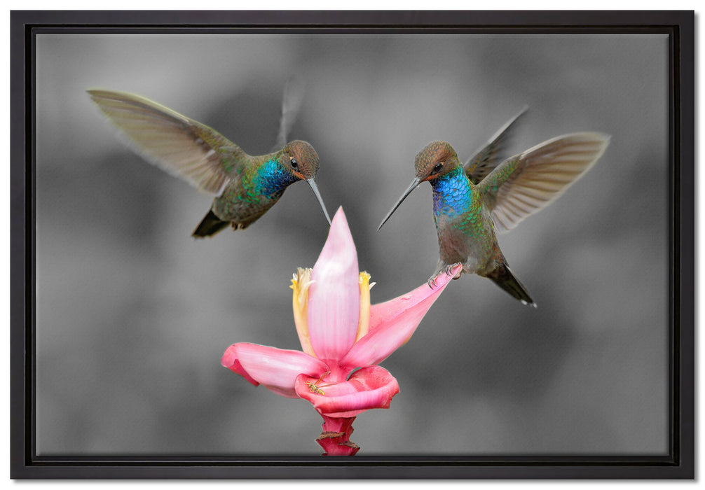 Kolibris in den Tropen auf Leinwandbild gerahmt Größe 60x40